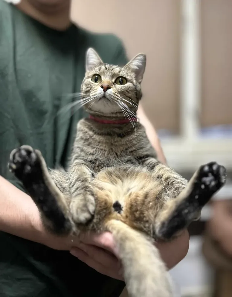 Интерьер котокафе