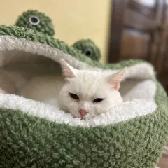 Сильвия