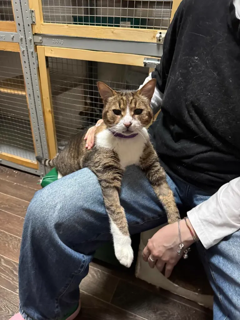 Интерьер котокафе