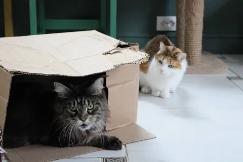 Кузилина — фото 3