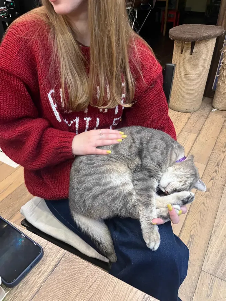 Интерьер котокафе