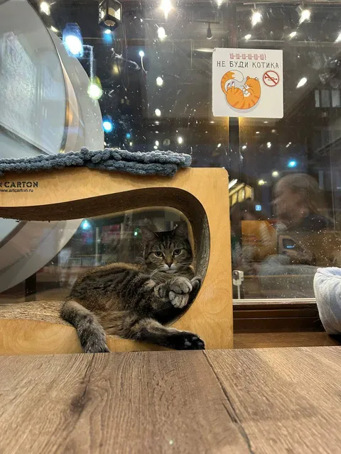 Кошка Барби из котокафе — фото 9