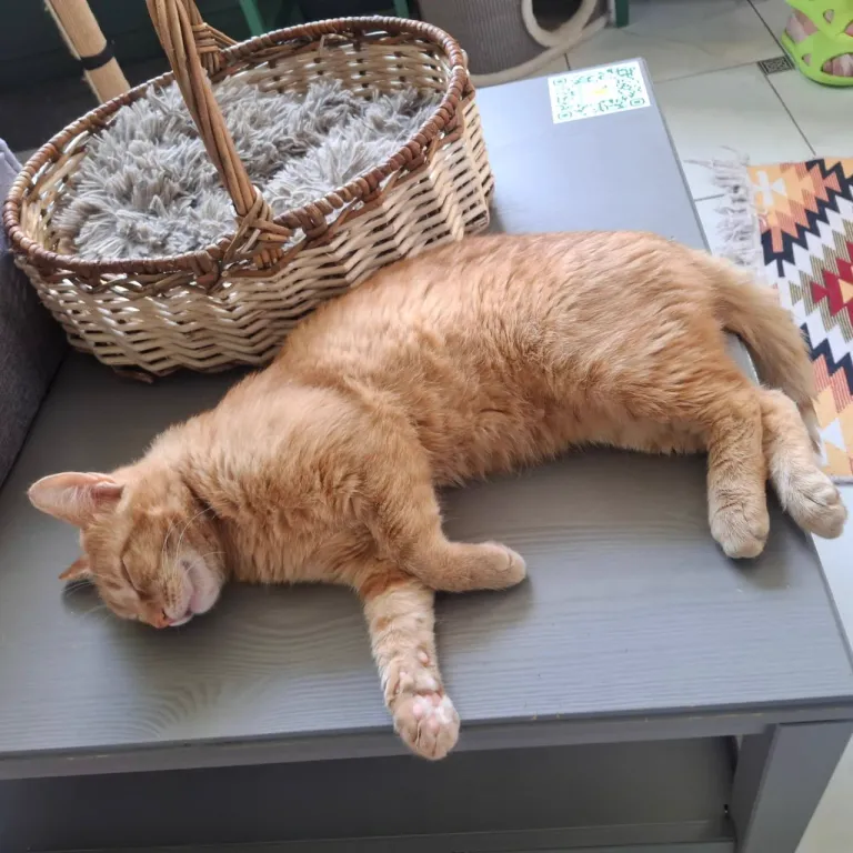 Интерьер котокафе