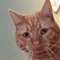 Мандарин