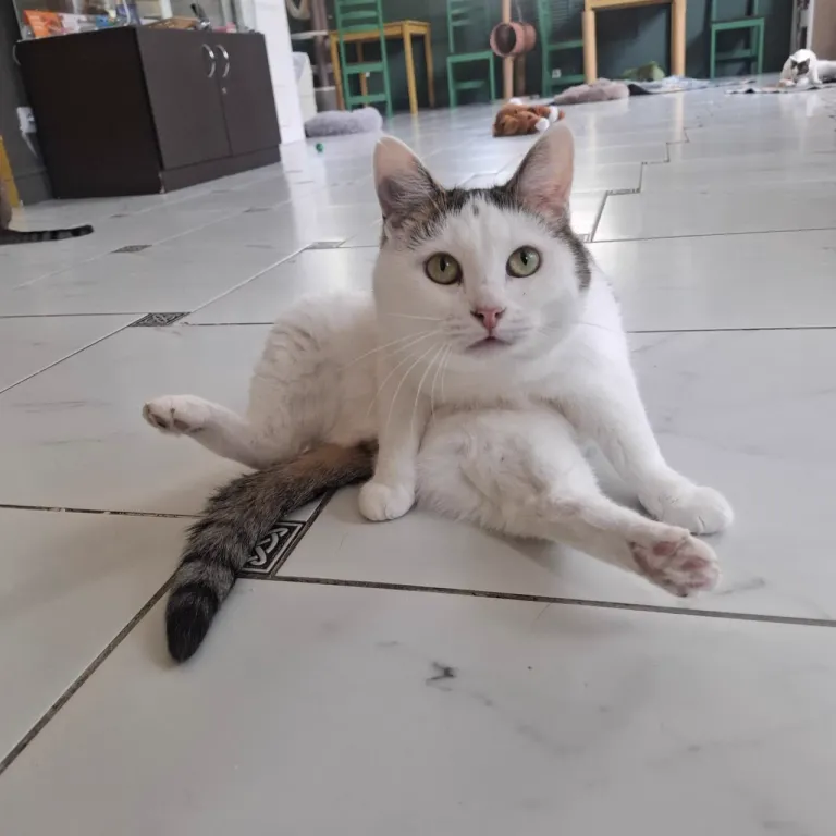 Интерьер котокафе