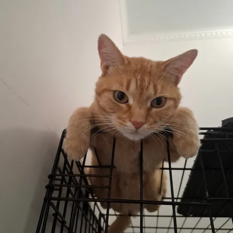 Кот Апекс из котокафе — фото 9