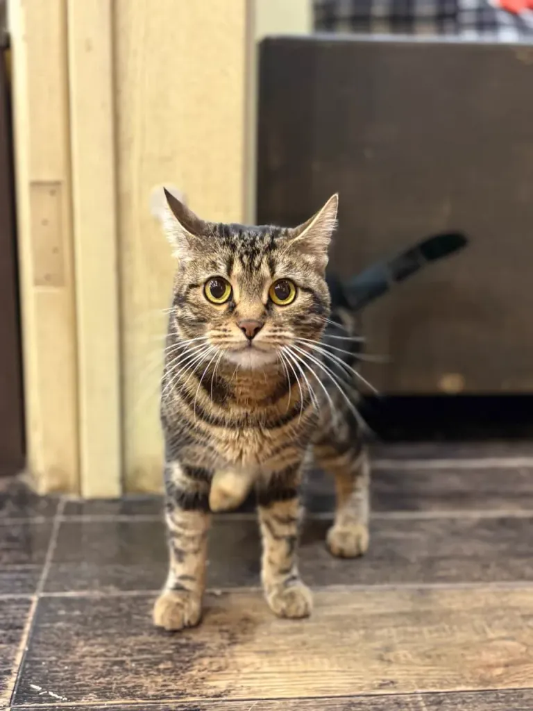 Интерьер котокафе