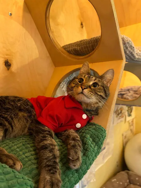 Перчик — фото 1