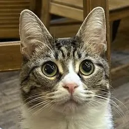 Листик