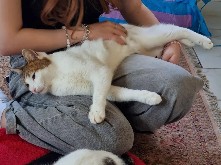 Интерьер котокафе