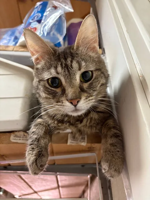 Кот Перчик из котокафе — фото 9