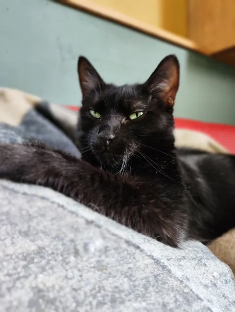 Стелла — фото 6