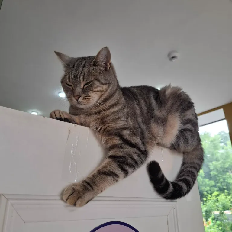 Интерьер котокафе