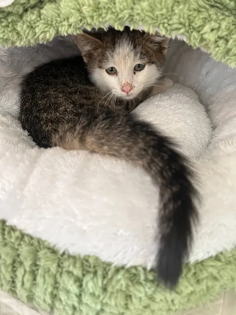 Сникерс — фото 3