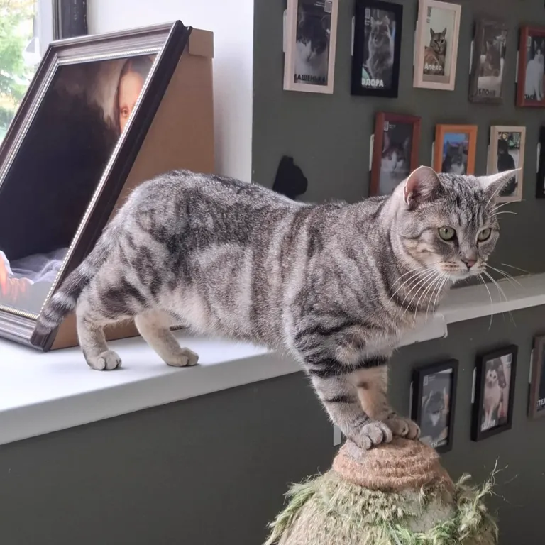Интерьер котокафе