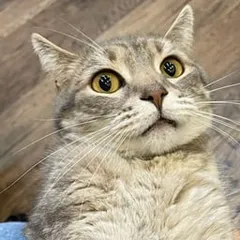Витас