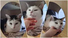 Эшли