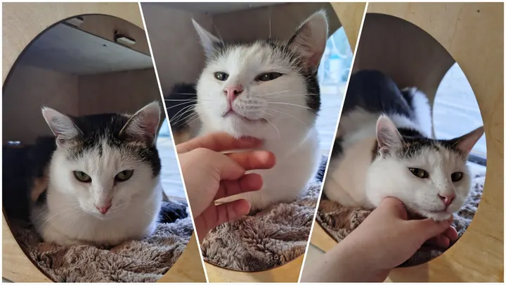 Эшли