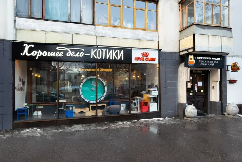 Встреча с друзьями в котокафе