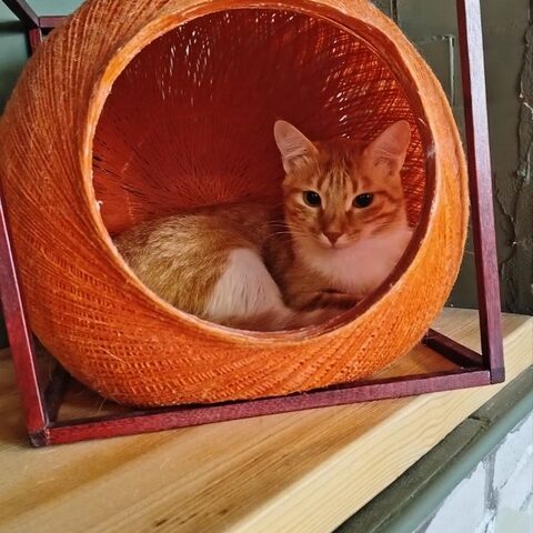 Виски — Котокафе на Таганке