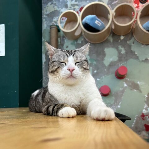 Лев — Котокафе на Таганке