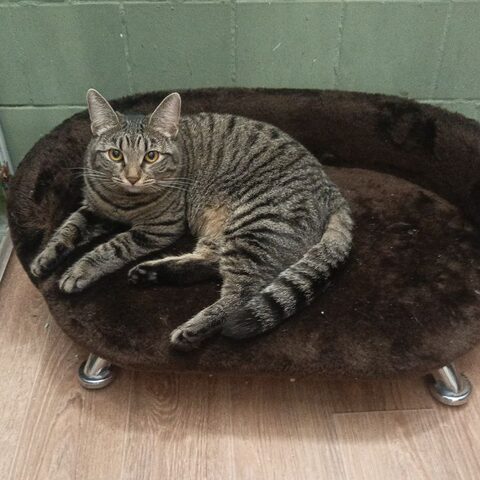Маша — Котокафе на Таганке
