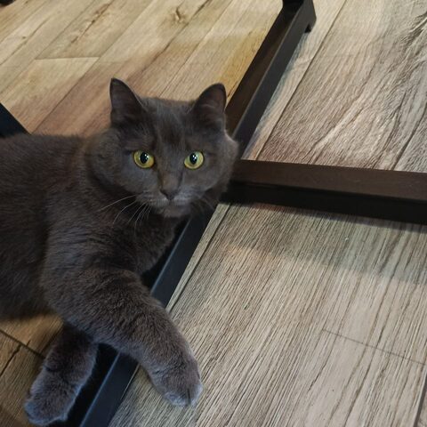 Морошка — Котокафе на Таганке