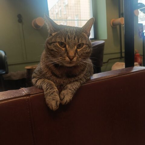 Финик — Котокафе на Таганке
