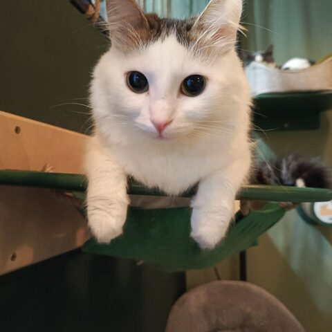 Жан — Котокафе на Таганке