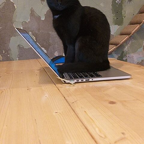 Йенни — Котокафе на Таганке