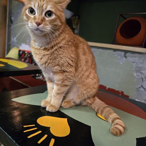 Кайс — Котокафе на Таганке