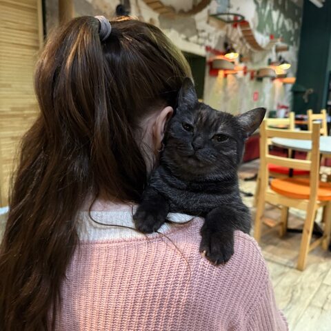 Котлета — Котокафе на Таганке