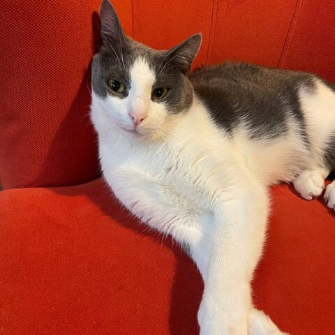 Максим — Котокафе на Таганке