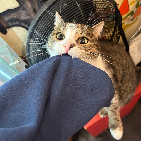 Максим — Котокафе на Гиляровского, 17