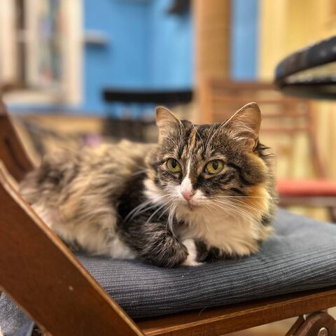 Стеша — Котокафе на Гиляровского, 17