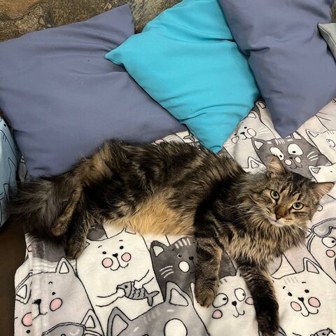 Юрчик — Котокафе на Гиляровского, 17